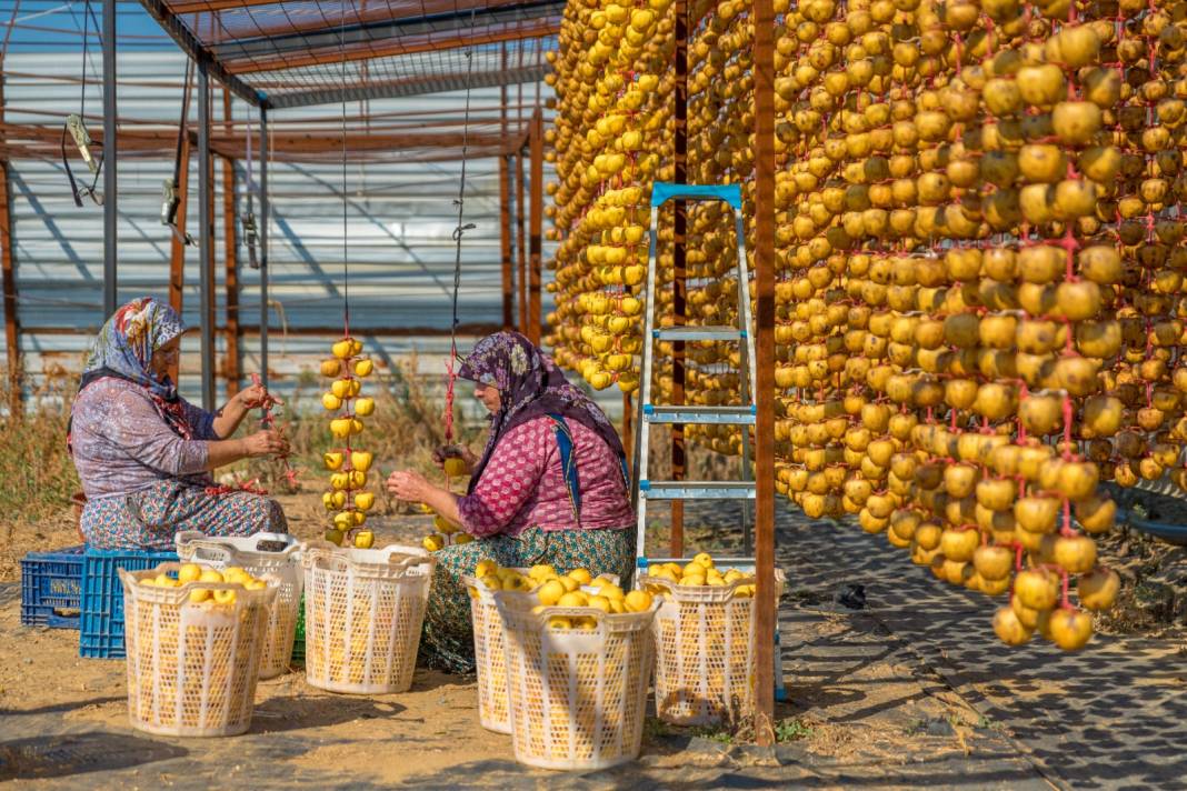 Tazeyken 100 lira kurutulunca kilosu 500 liradan satılıyor. Kurusu yaşından kat kat daha sağlıklı 1